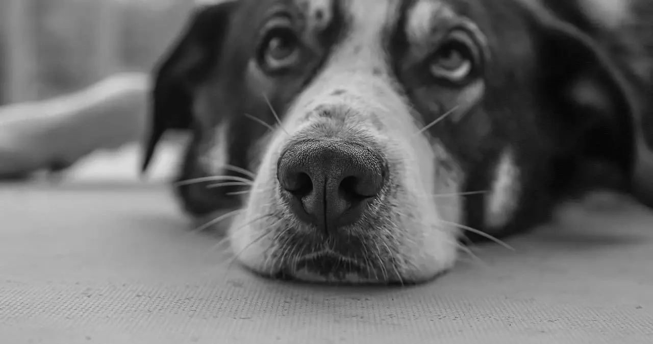 西檬之家字母圈安全词的重要性与设置指南 一