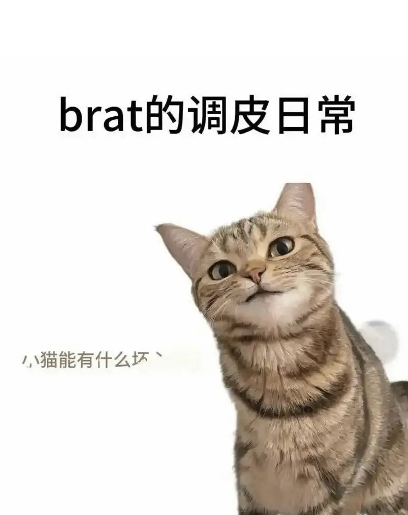 西檬之家k8猫系是什么?深入解析这个令人着迷的字母圈文化 一